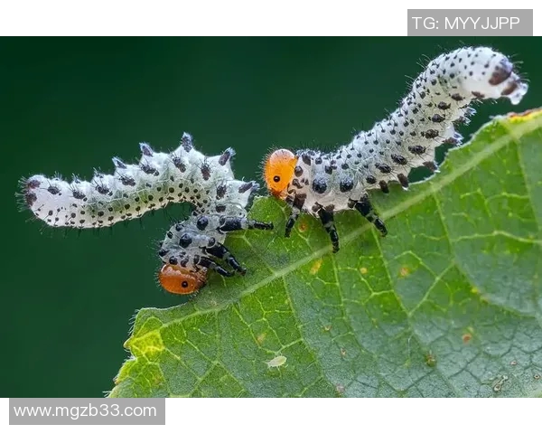 足球明星与他的猴子伙伴共同演绎的奇趣生活与训练故事